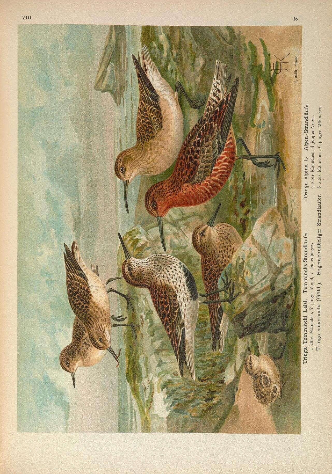 Image of Temminck's Stint