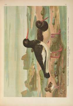 Image of oystercatcher, eurasian oystercatcher