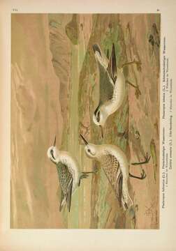 Image of Red-necked Phalarope