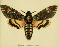 Image of Death's-head hawkmoths