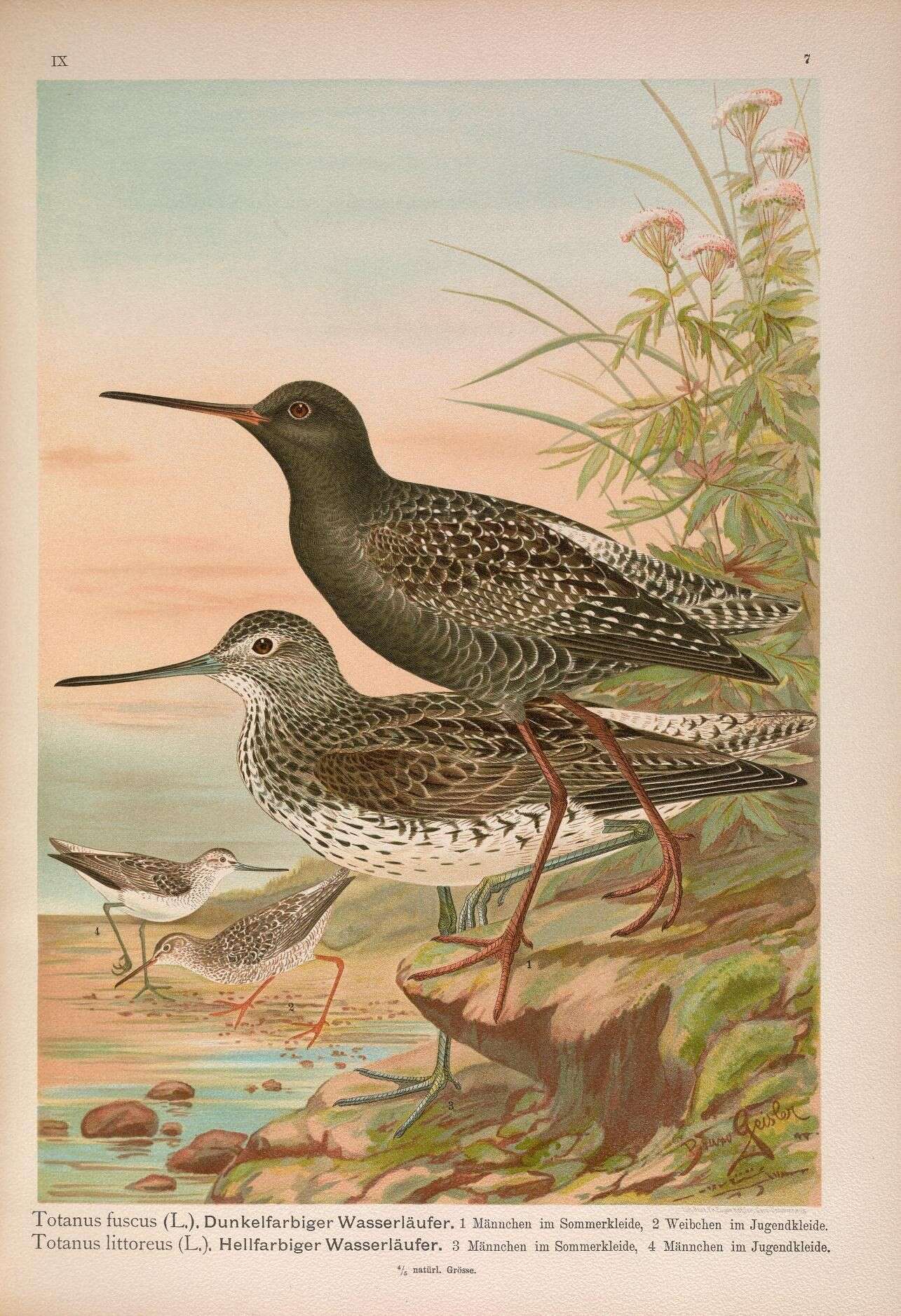 Image of Spotted Redshank