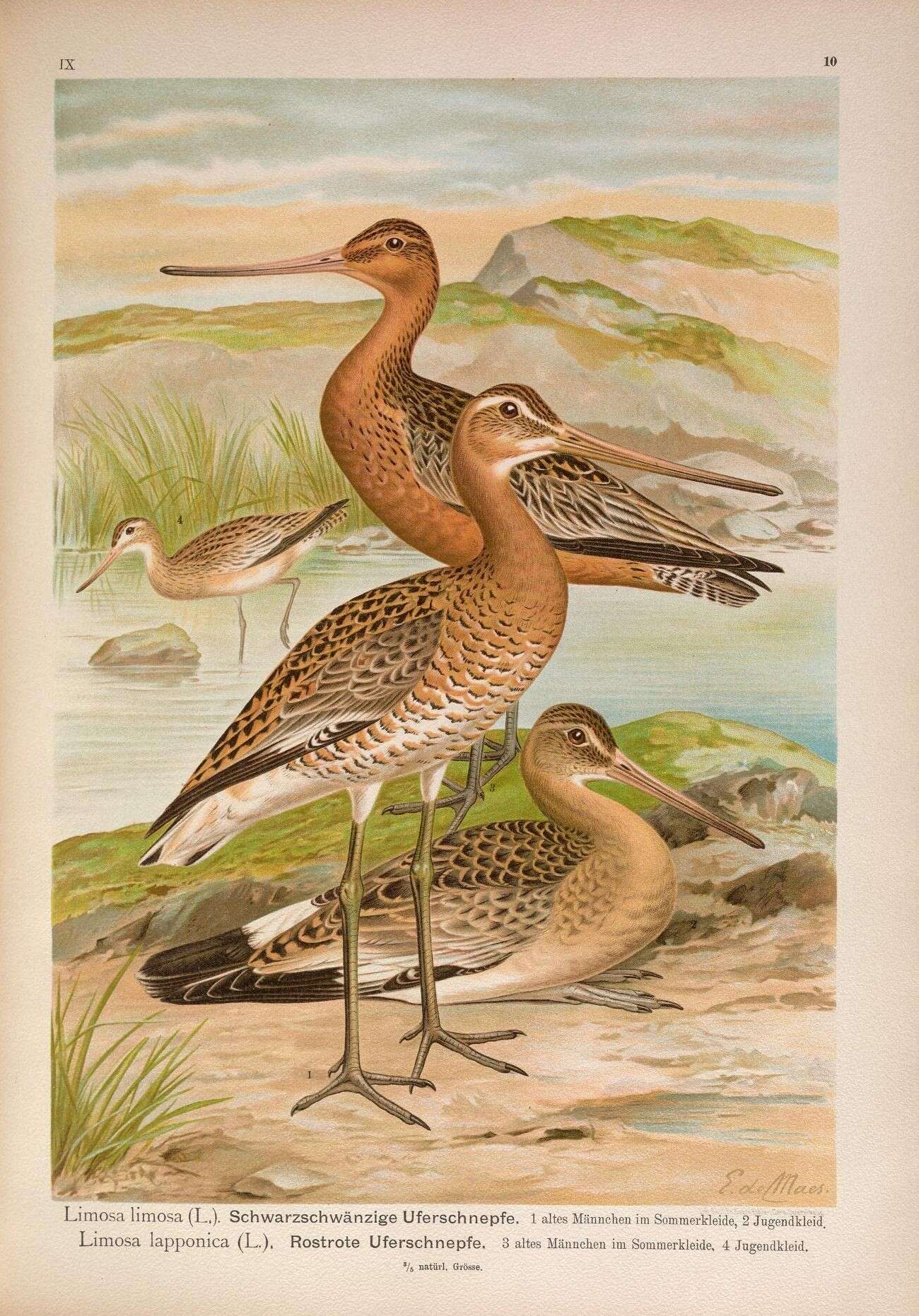 Image of Black-tailed Godwit