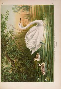 Image of Whooper Swan