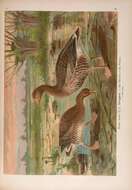 Image of Greylag Goose