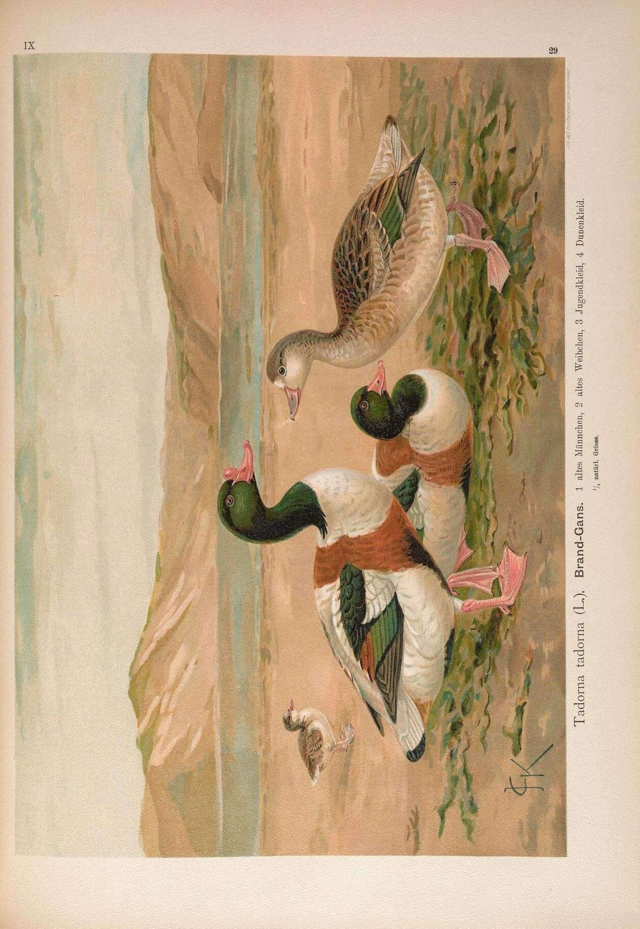 Image of shelduck, common shelduck