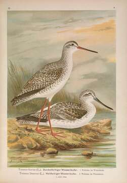 Image of Common Greenshank