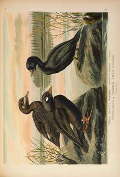 Image of Velvet Scoter