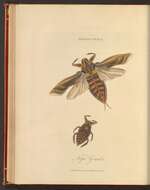 Image of Nepa Linnaeus 1758