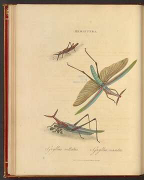 Image of Field Crickets