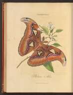 Image of atlas moth