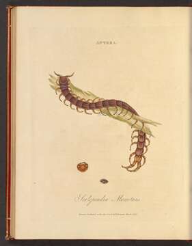 Image of Scolopendrinae Leach 1814