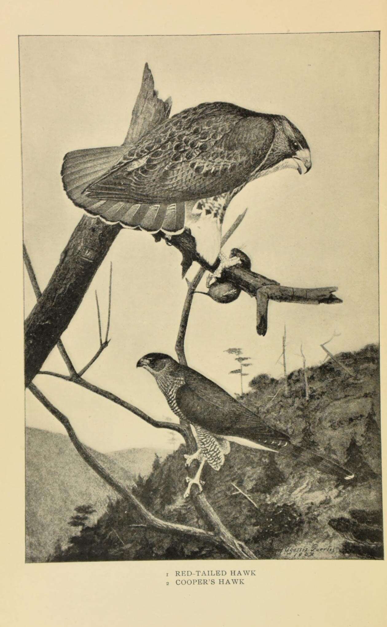 Image of Buteo Lacépède 1799