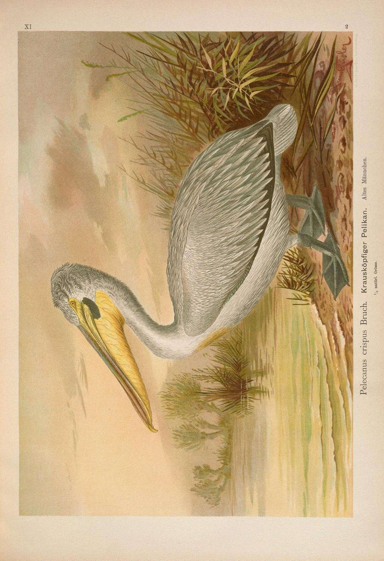 Image of Dalmatian Pelican