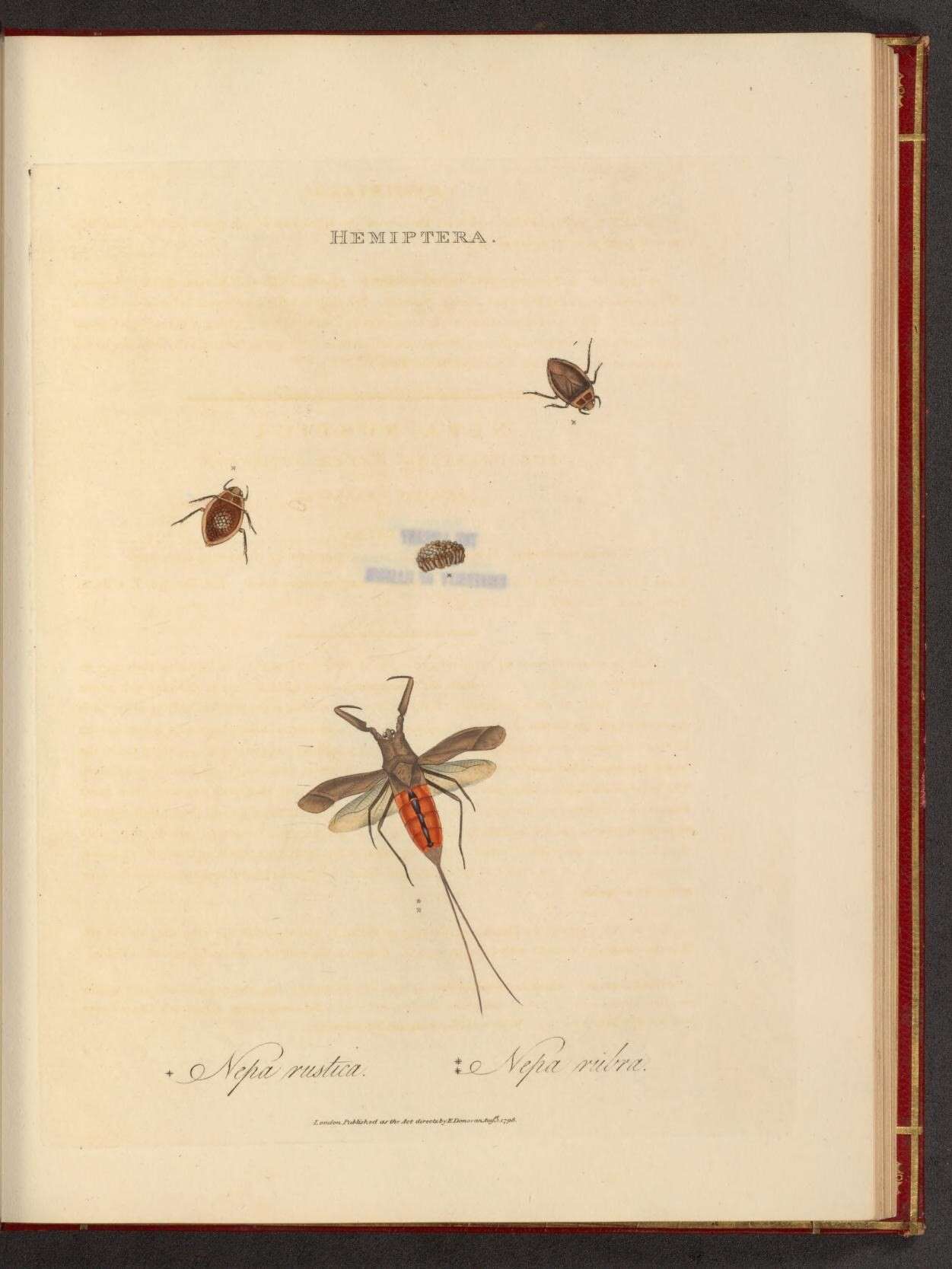 Image of Nepa Linnaeus 1758