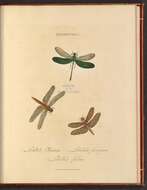Imagem de Libellula Linnaeus 1758