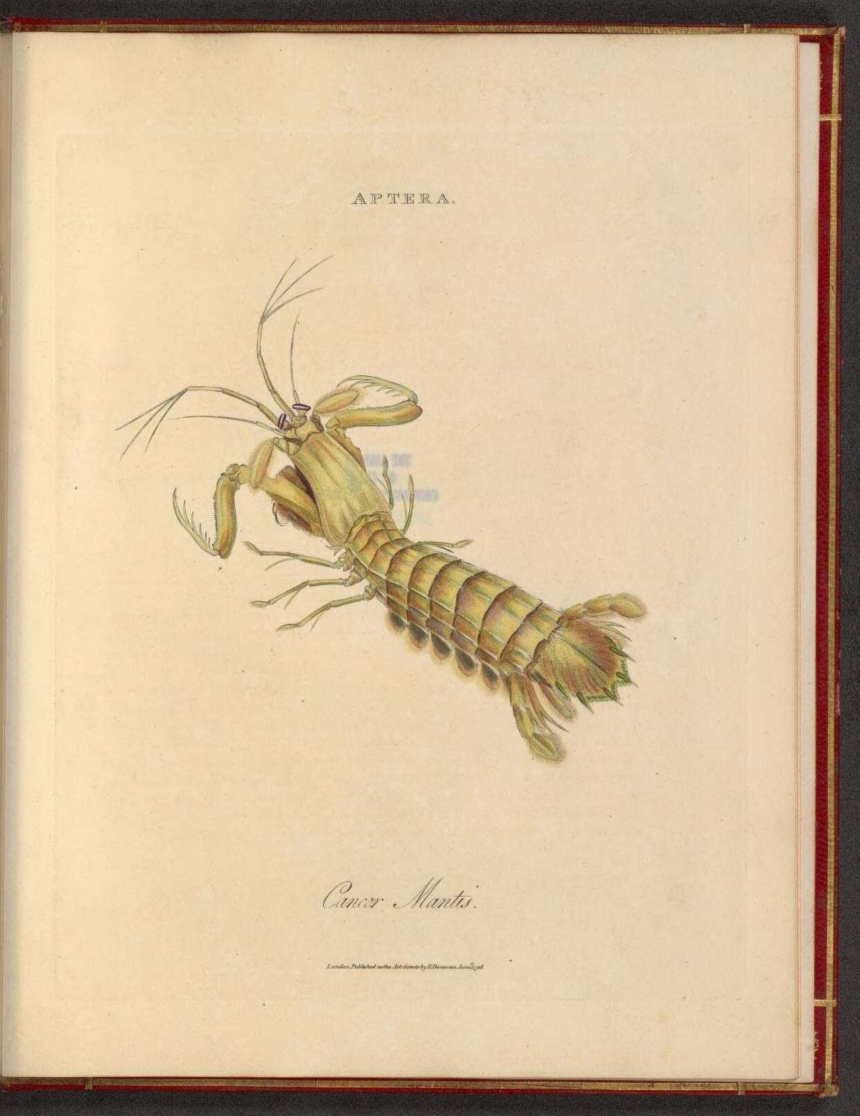 Image of mantis shrimps