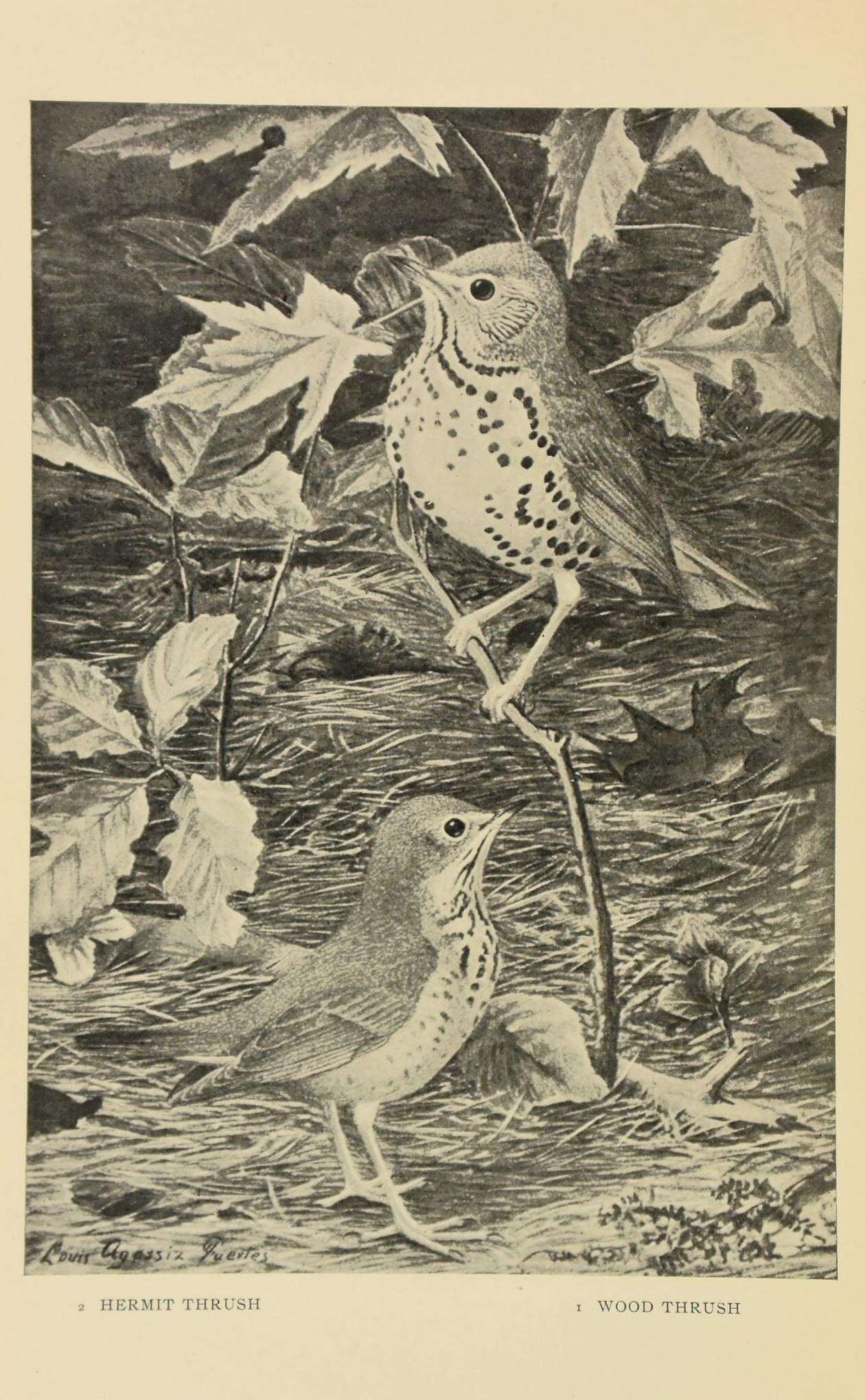 Image of Hylocichla Baird & SF 1864