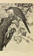 Image of Black-billed Cuckoo