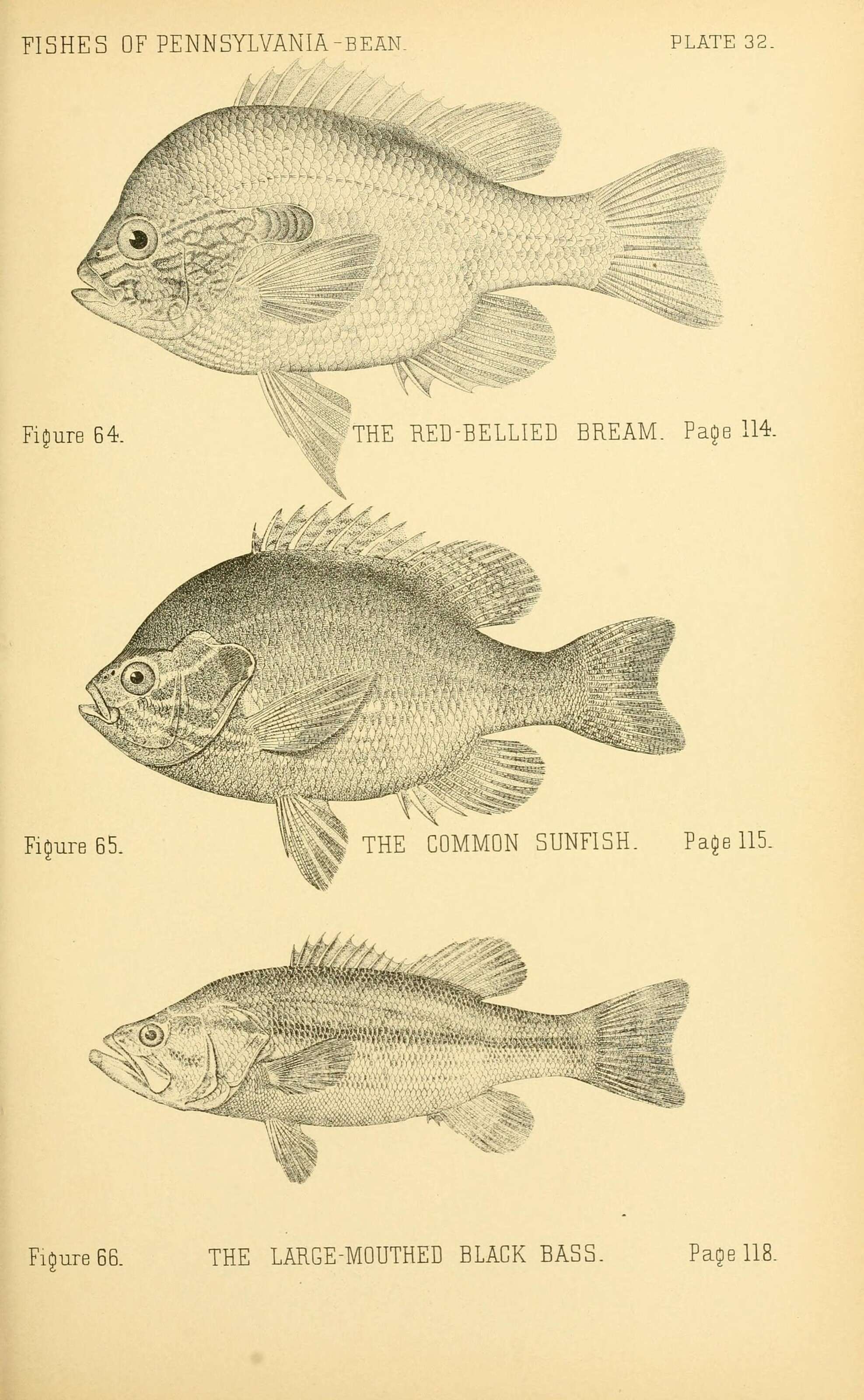 صورة Lepomis gibbosus (Linnaeus 1758)