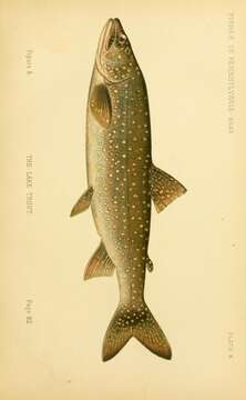 Image of lake trout