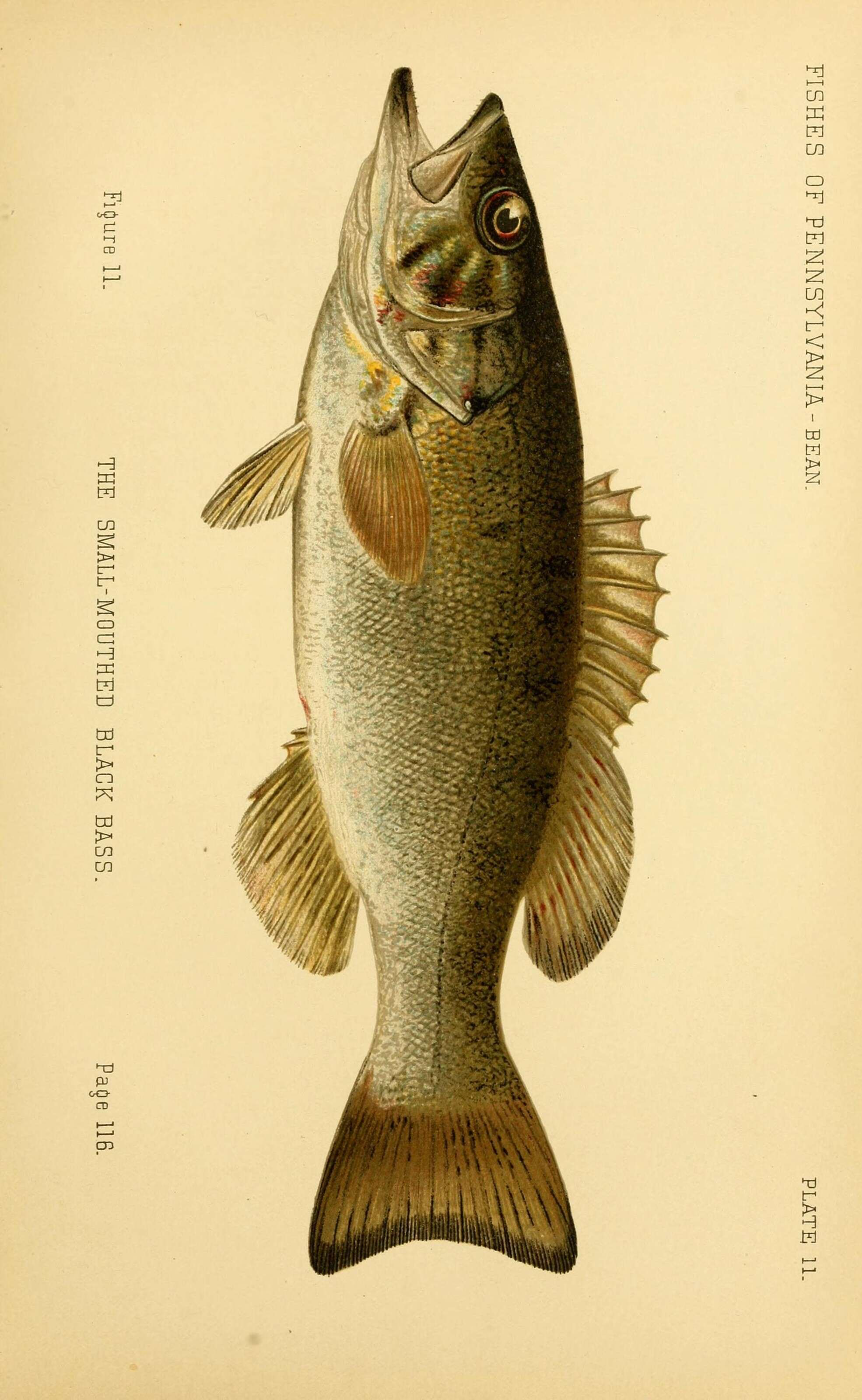 Image of Smallmouth Bass