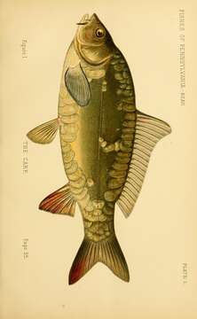 Image of common carp, carp