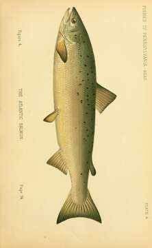 Image of Atlantic Salmon