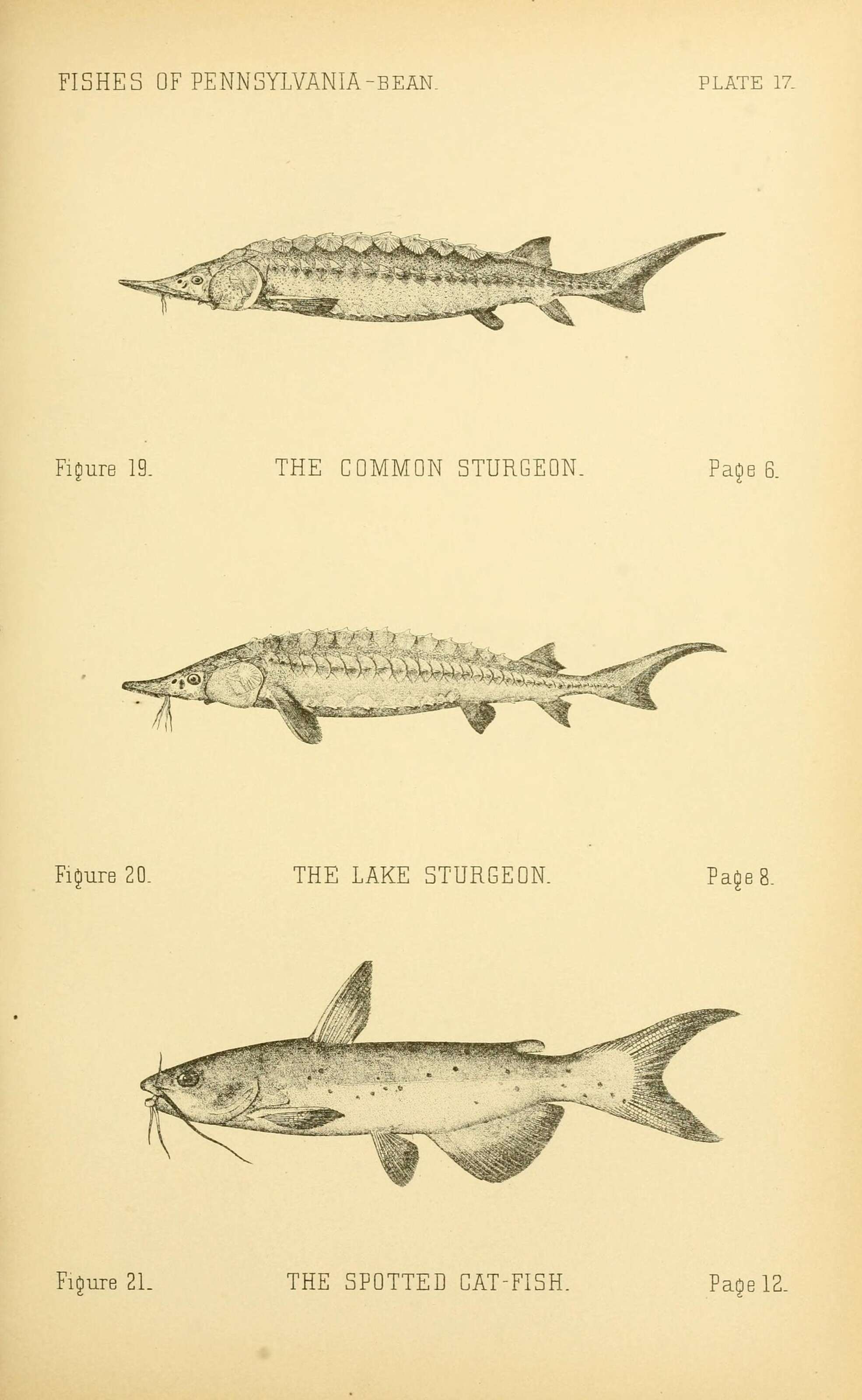 Image of Atlantic Sturgeon