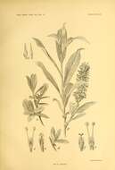Image of grayleaf willow