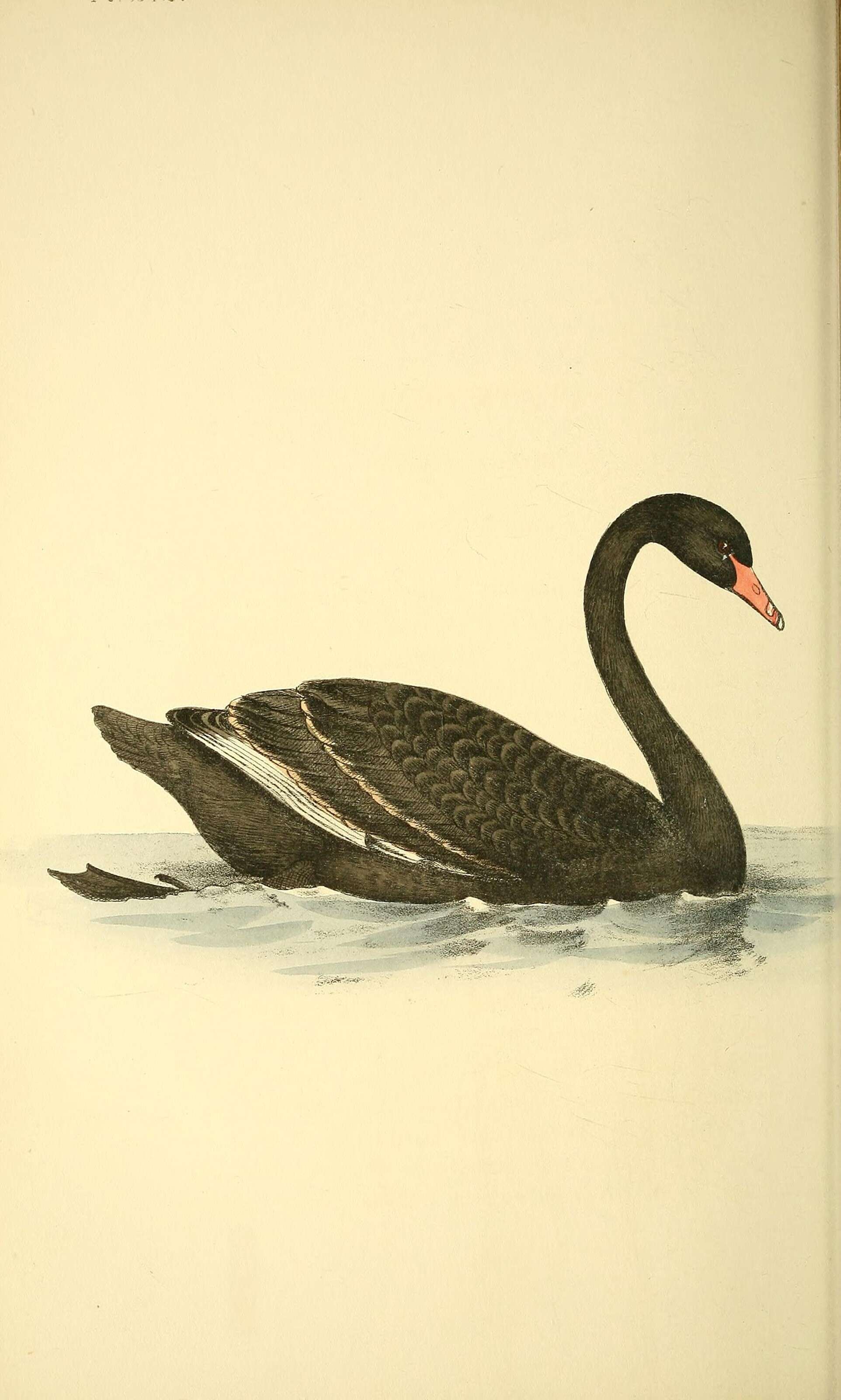 Image of Black Swan