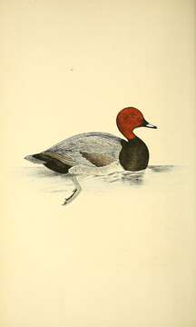 Image of pochard, common pochard