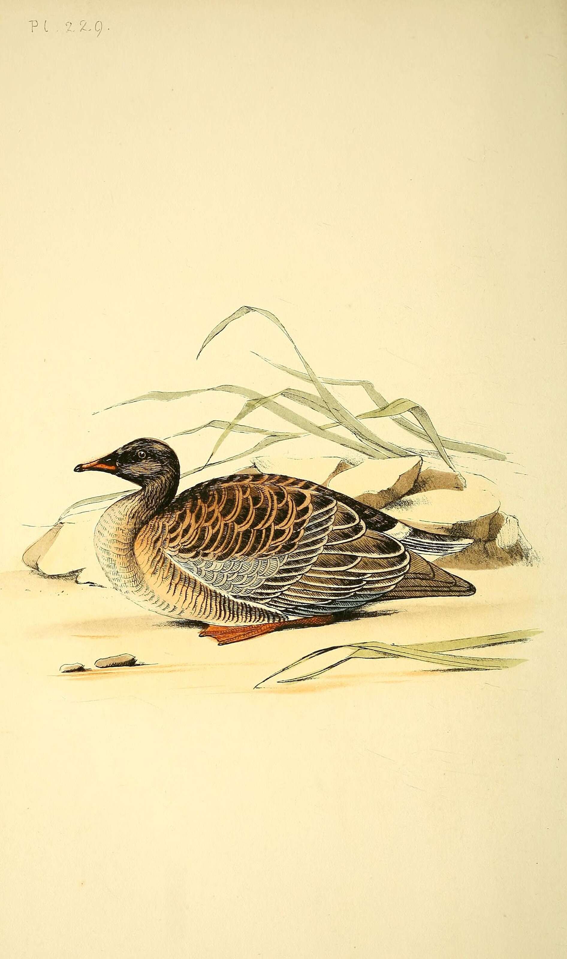 Image of Greylag Goose