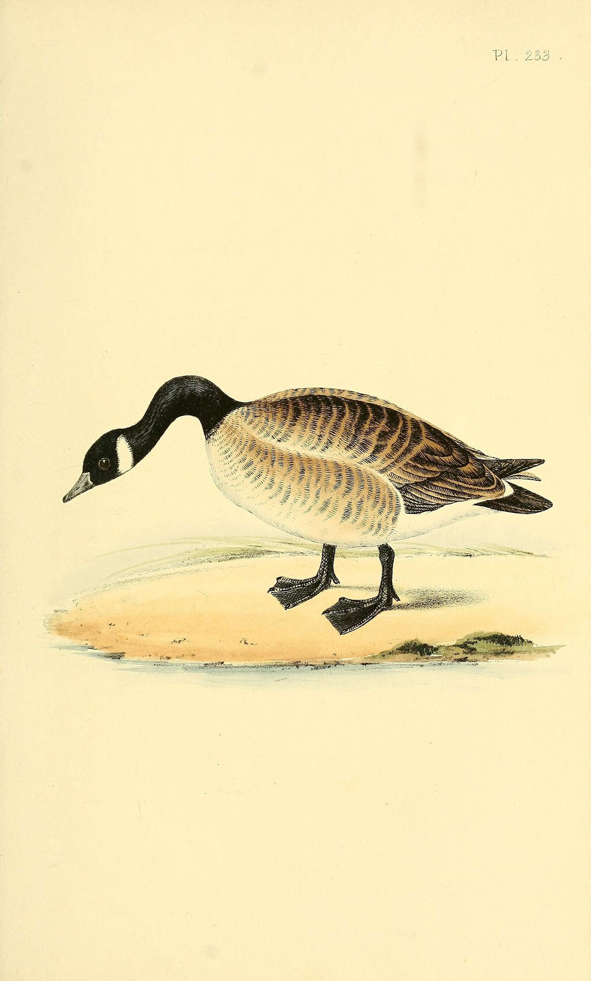 Image of Hawaiian goose