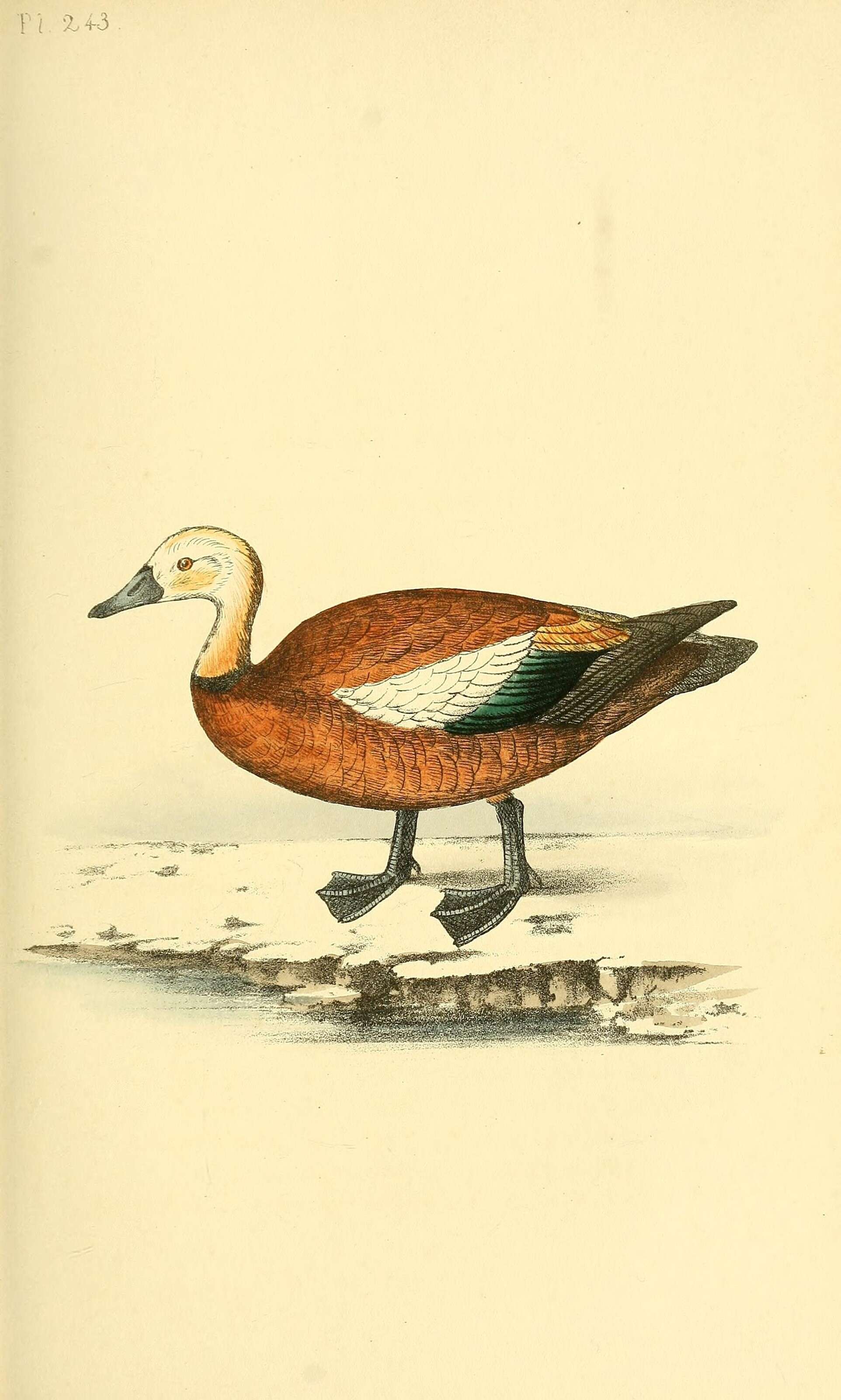 Image of Ruddy Shelduck