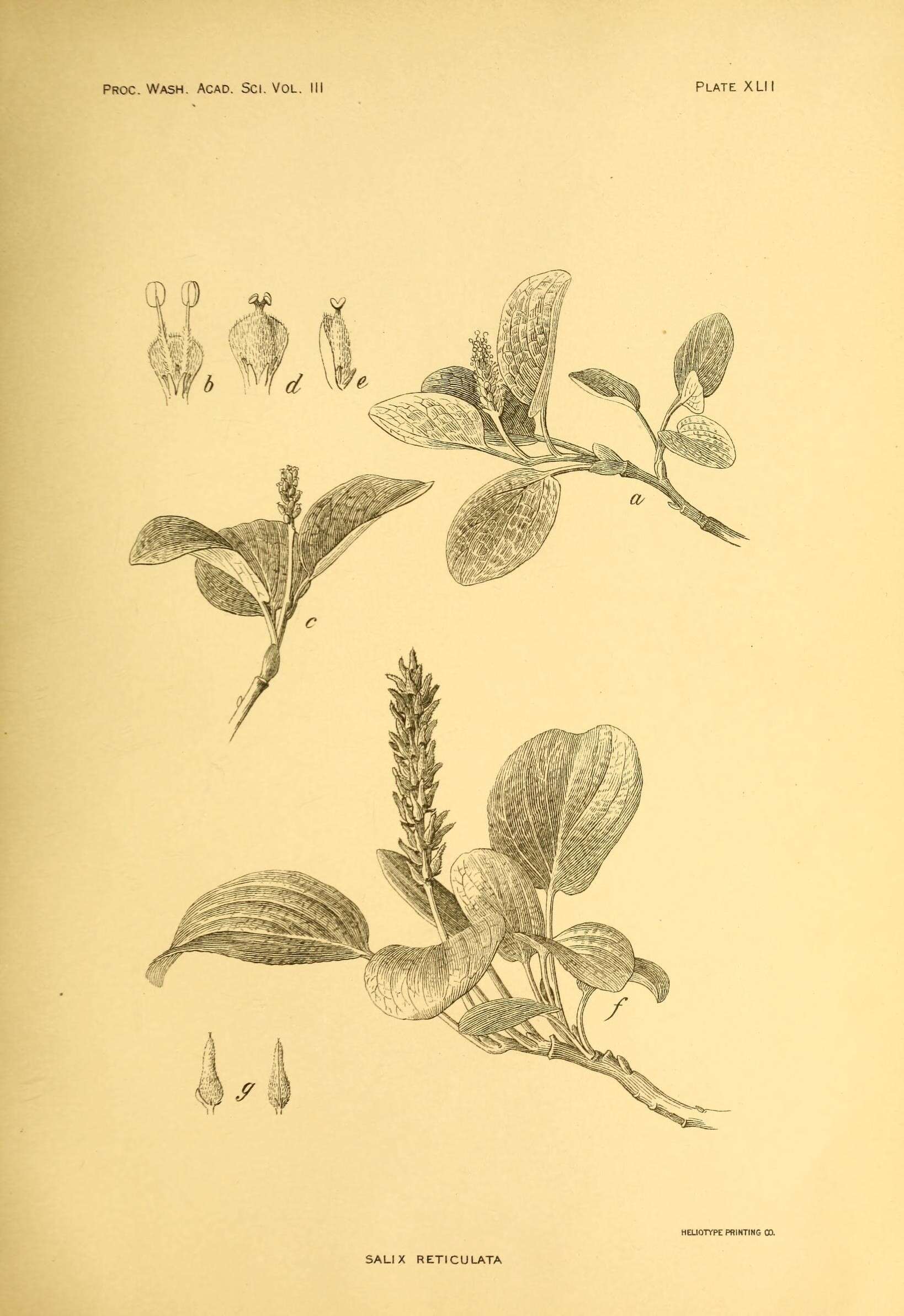 Imagem de Salix reticulata L.