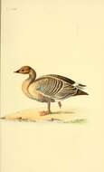 Imagem de Anser brachyrhynchus Baillon 1834