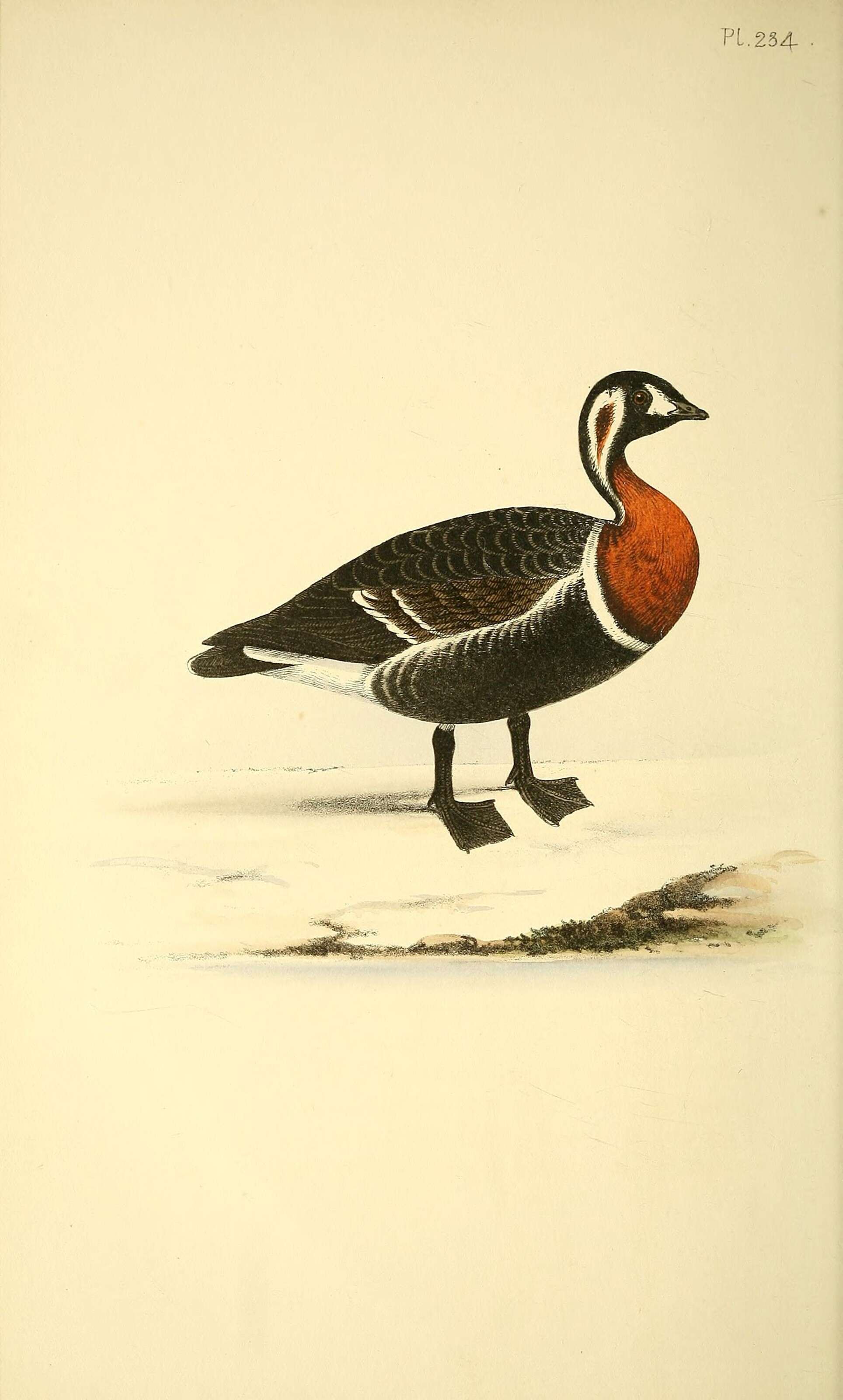 Image of Red-breasted Goose