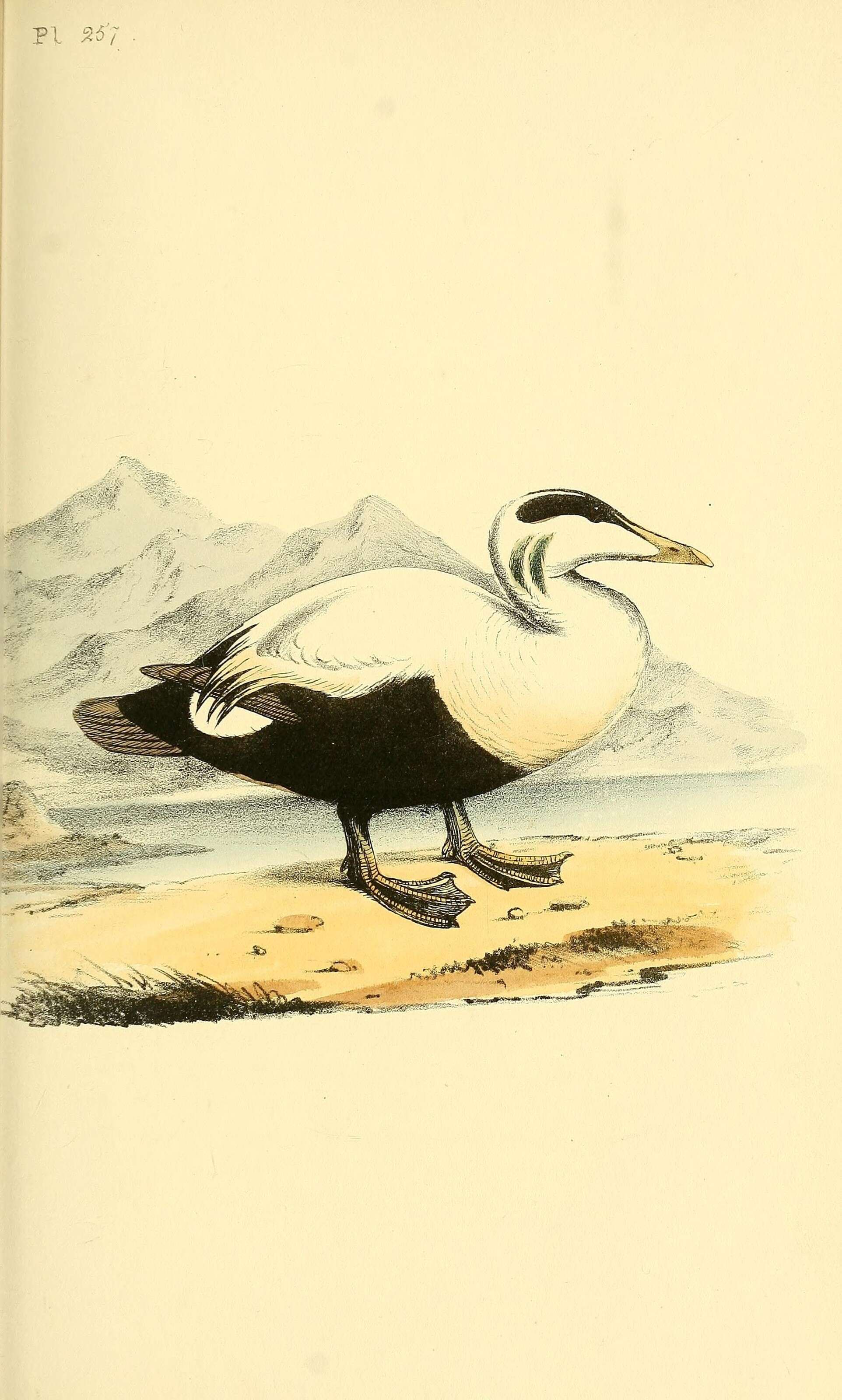 Image of Eider