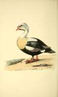 Image of King Eider