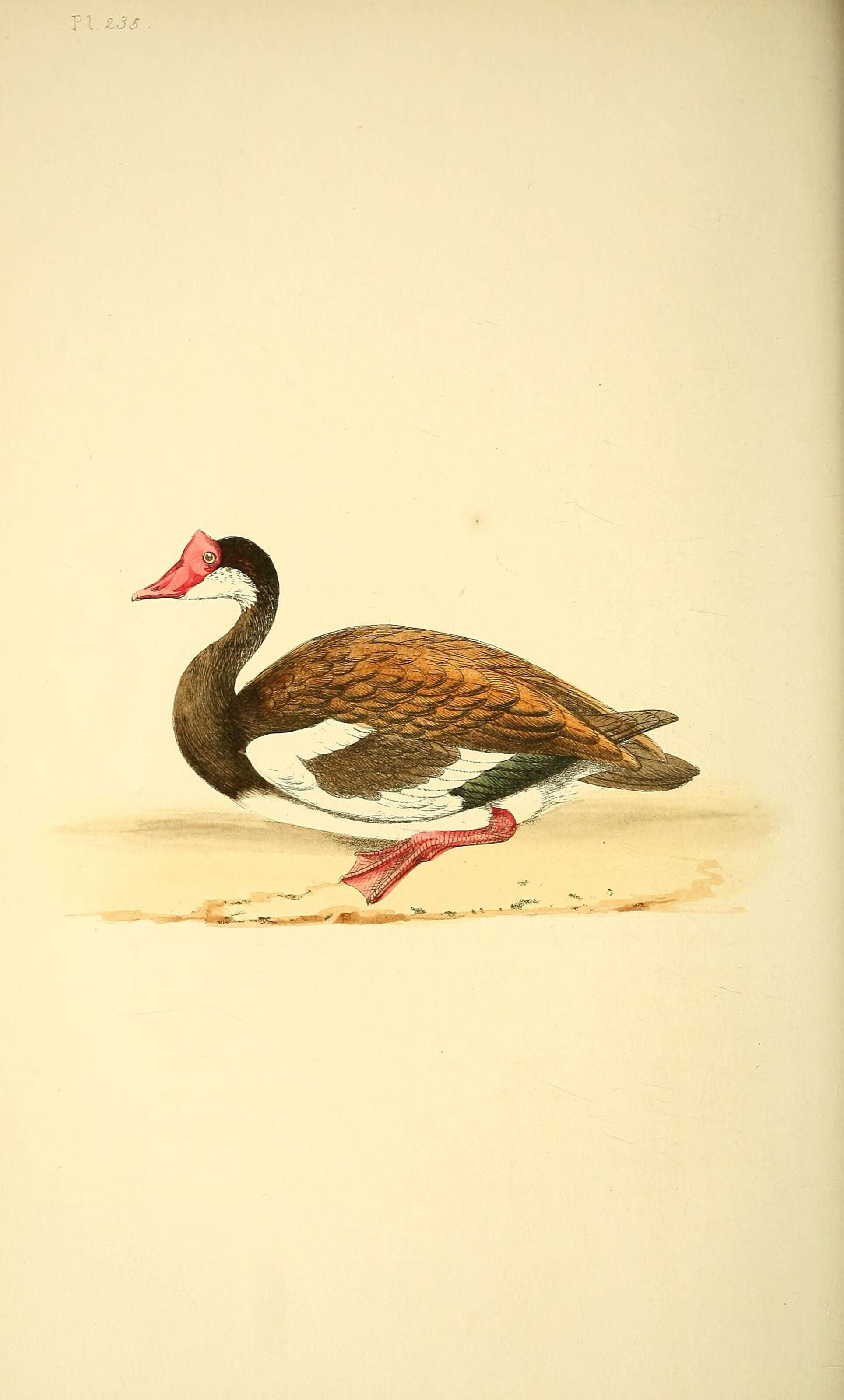 Image de Plectropterus Stephens 1824