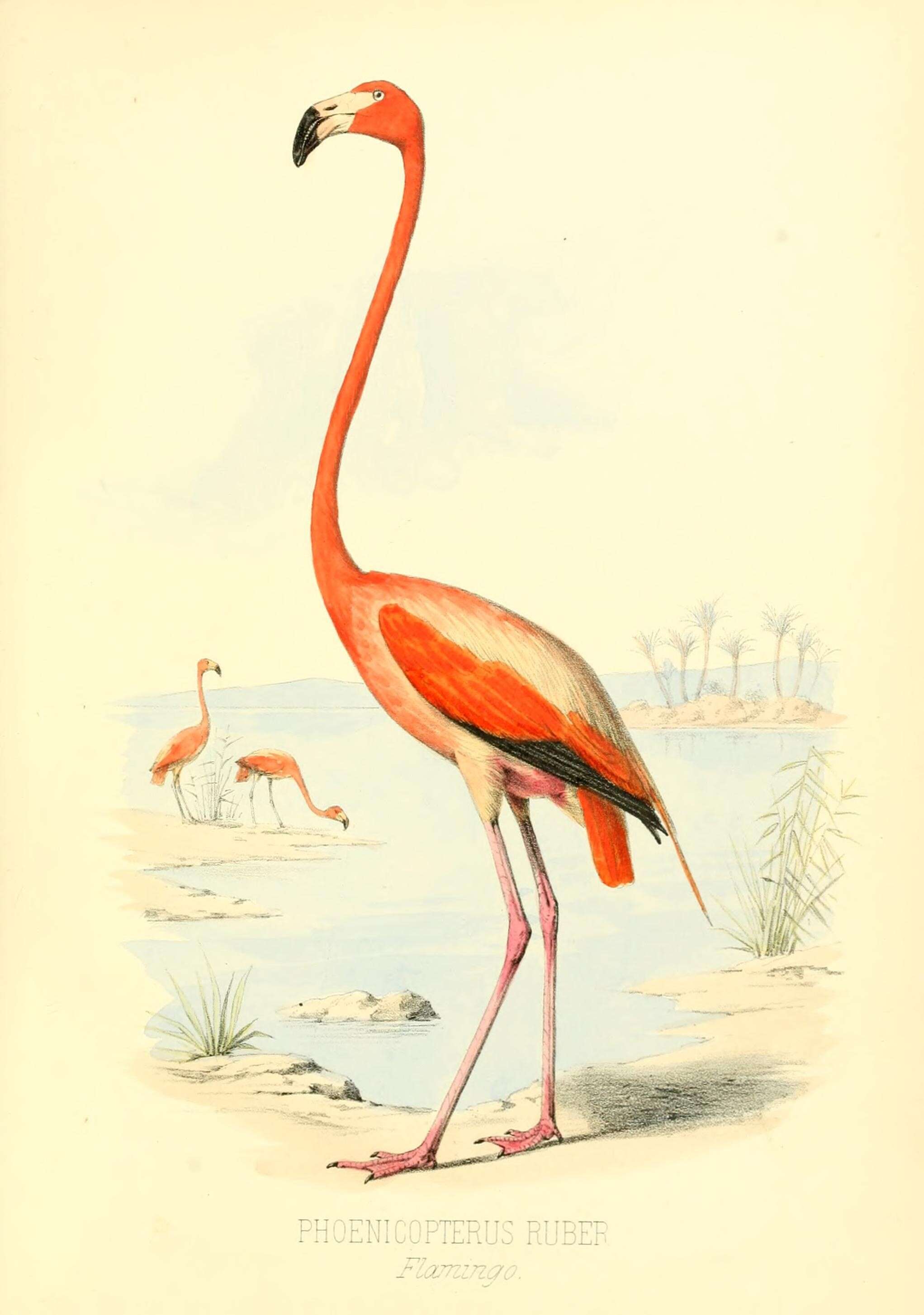 Imagem de Phoenicopterus ruber Linnaeus 1758