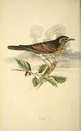 Image of Song Thrush