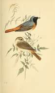 Image of Common Redstart