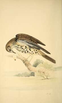 Image of Mistle Thrush