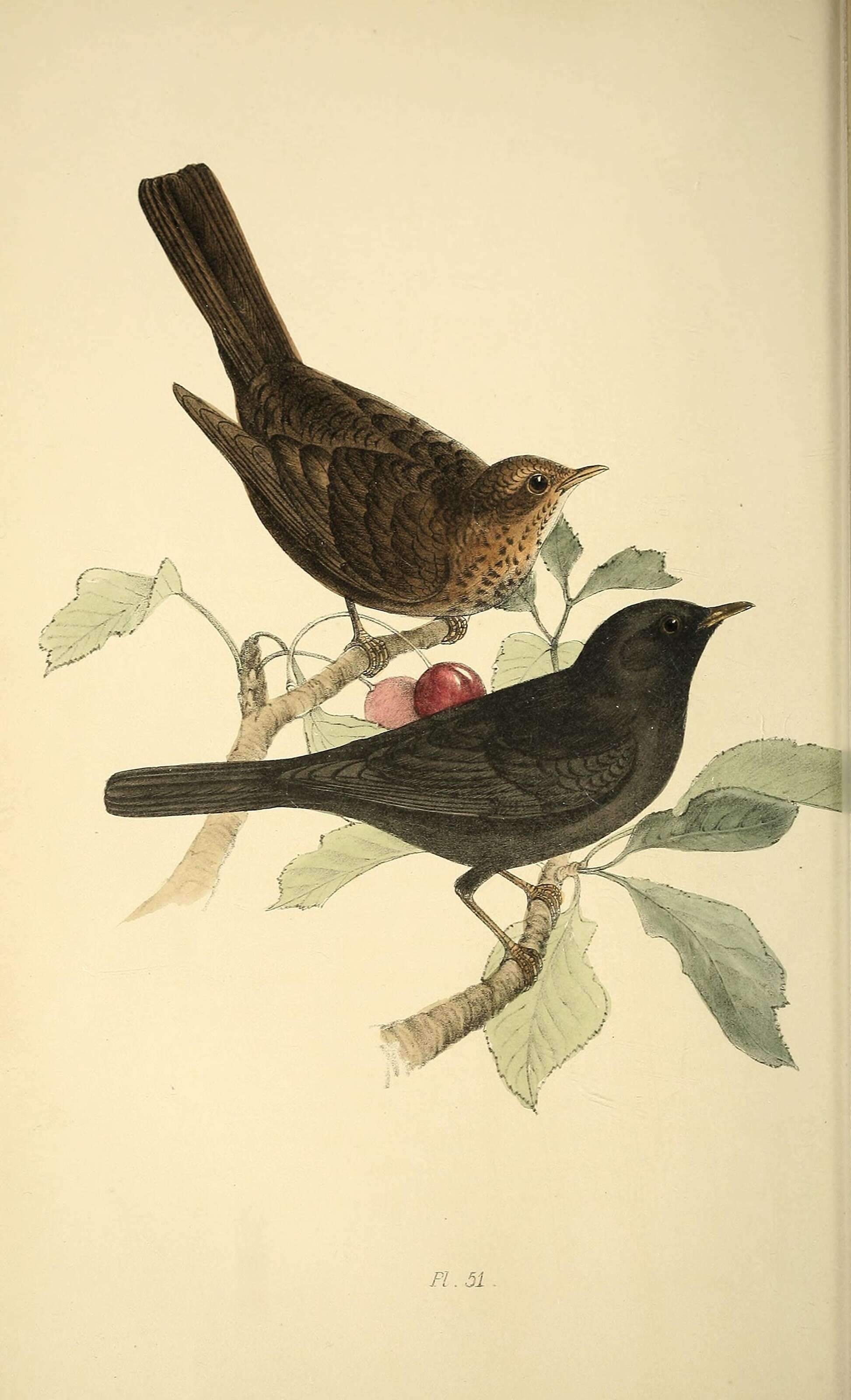 Image of Blackbird