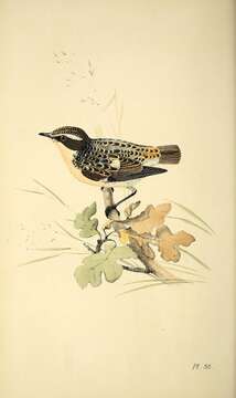 Image of Whinchat