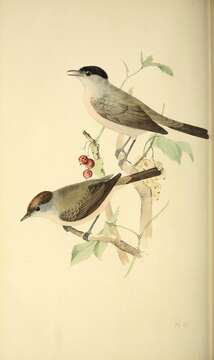 Image of Blackcap