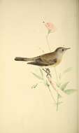 Image of Western Orphean Warbler