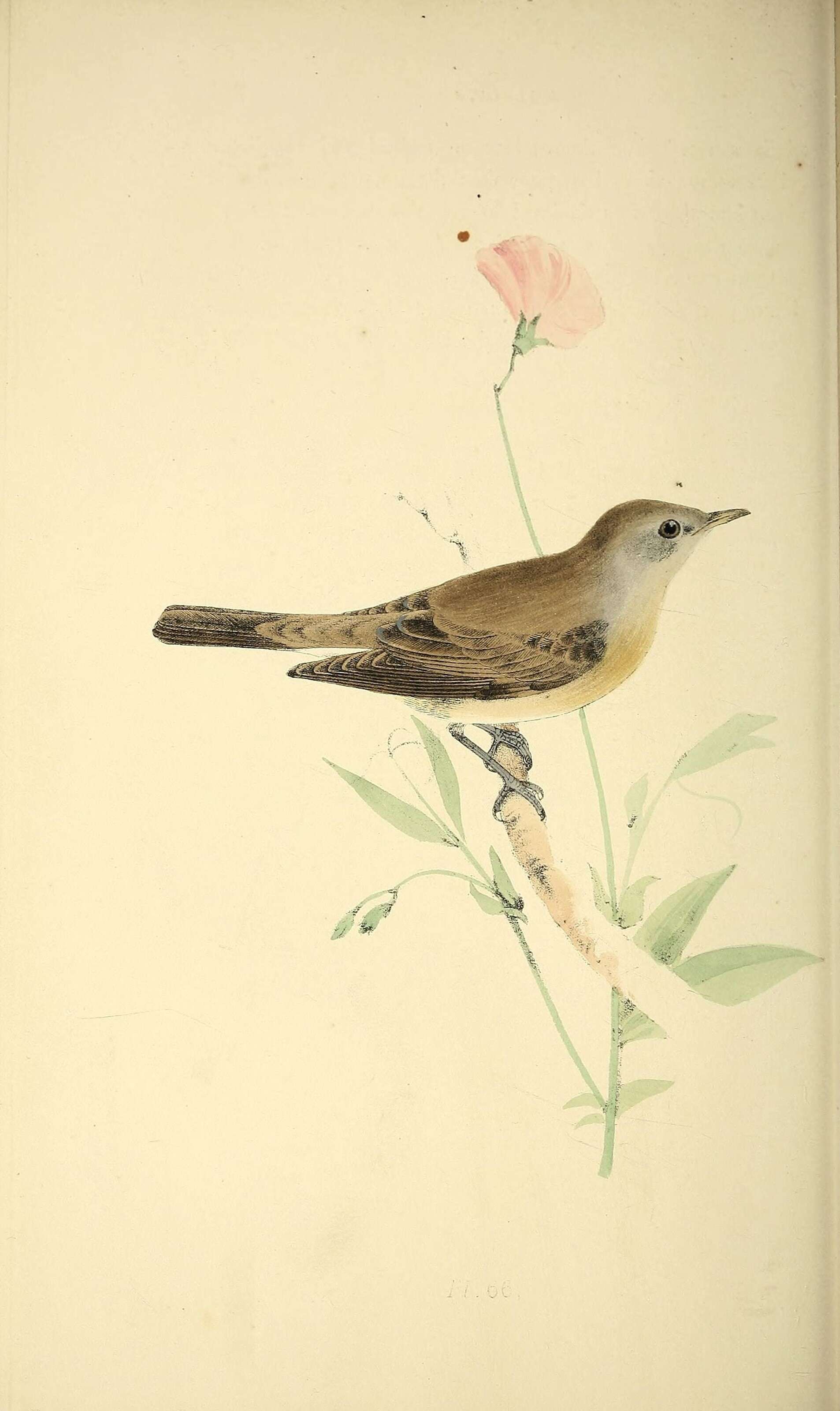 Image of Western Orphean Warbler