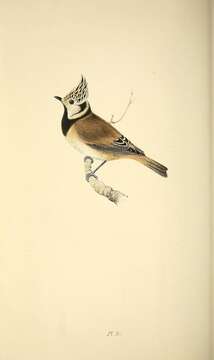 Image of Lophophanes Kaup 1829